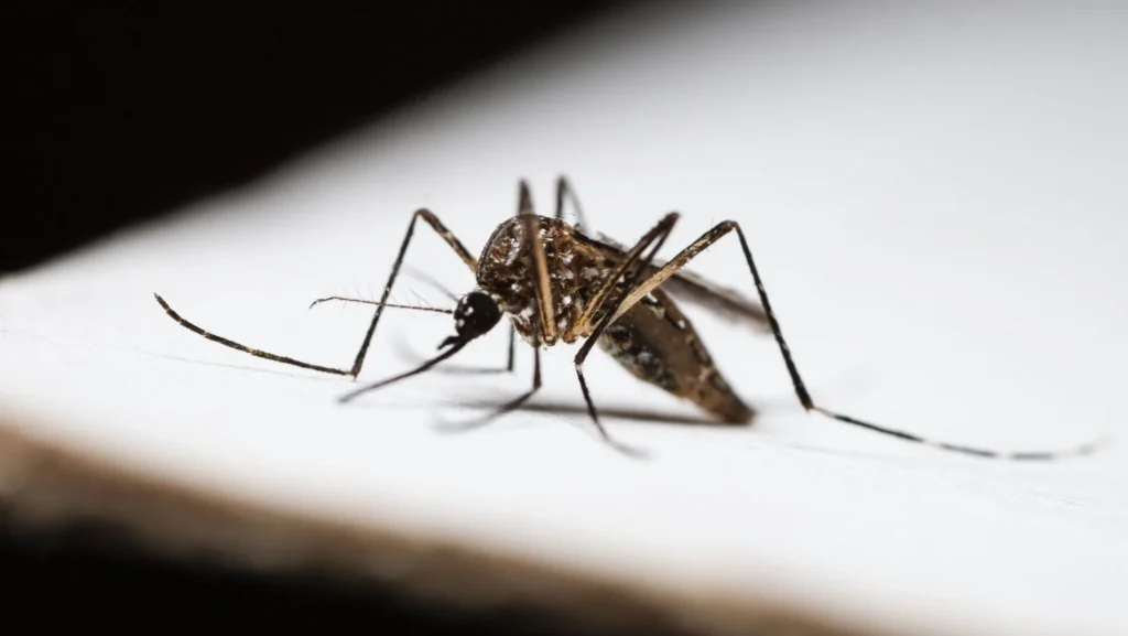 Larvicida catarinense reduz população de maruim em 86% e avança no controle de mosquitos Larvicida catarinense reduz população de maruim em 86% e avança no controle de mosquitos