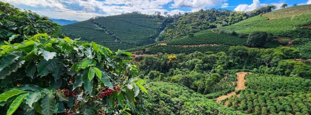 Agronegócio Mineiro Alcança Resultados Históricos em 2025, Mas Enfrenta Desafios Climáticos e Econômicos Agronegócio Mineiro Alcança Resultados Históricos em 2025, Mas Enfrenta Desafios Climáticos e Econôm