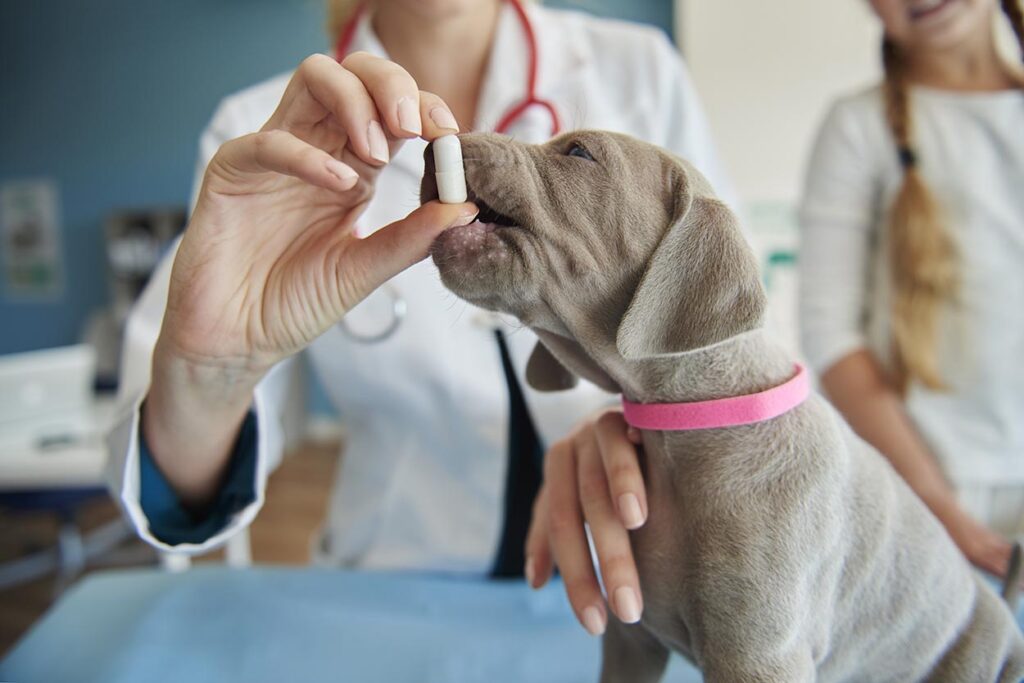 Monitoramento Rigoroso de Produtos Veterinários no Brasil: Novo Marco Regulatório