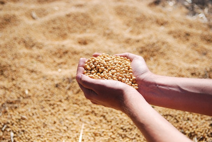 Mato Grosso Registra Recorde de Processamento de Soja: 13 Milhões de Toneladas em 2025 Mato Grosso Registra Recorde de Processamento de Soja: 13 Milhões de Toneladas em 2025