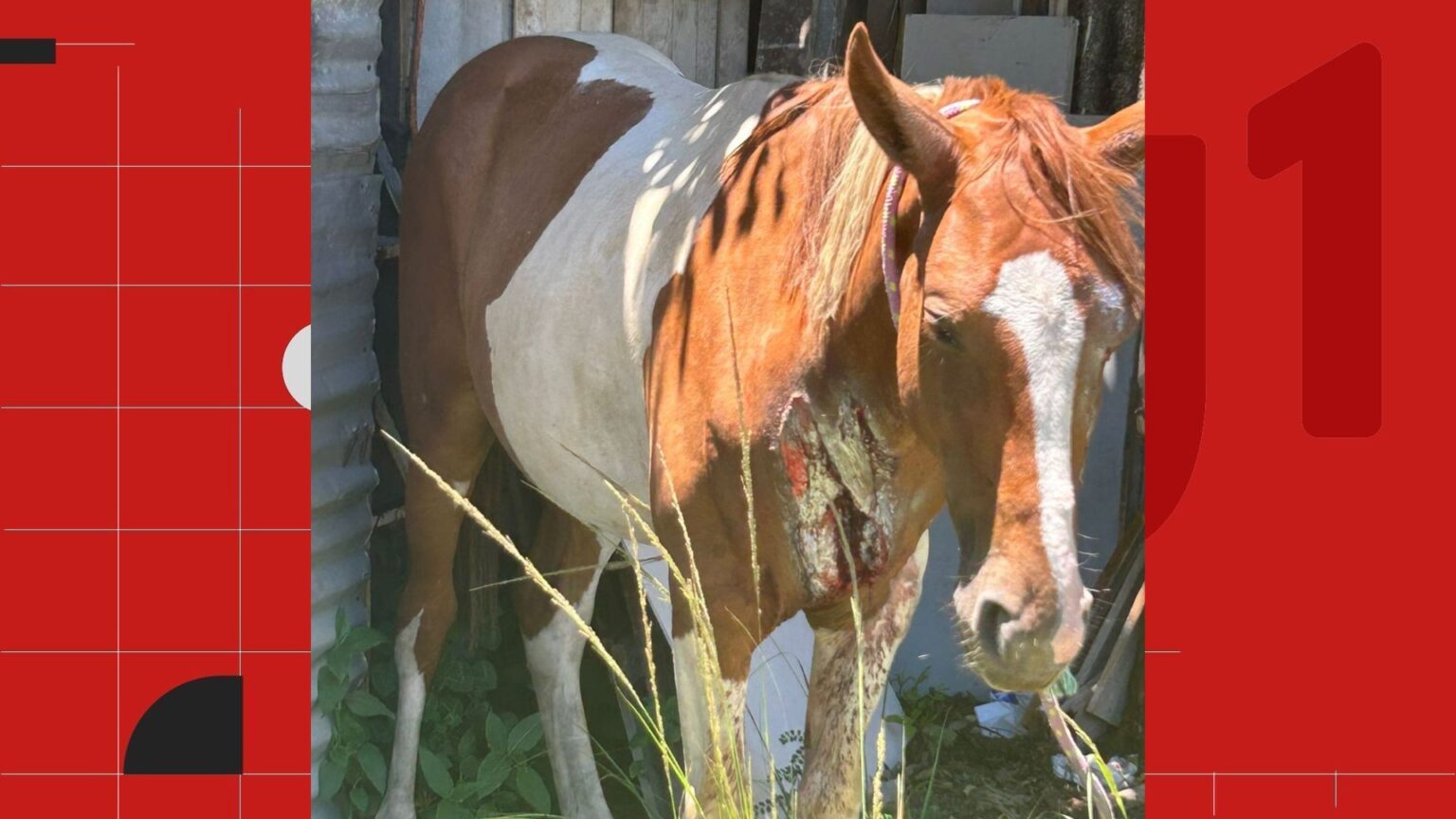 Cavalo Atropelado na Segunda Ponte em Vila Velha: Momentos de Tensão Capturados em Vídeo