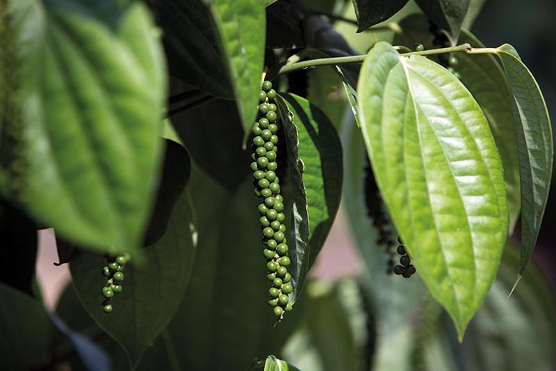 Espírito Santo: Liderança e Desafios na Produção de Pimenta-do-Reino em 2024 Espírito Santo: Liderança e Desafios na Produção de Pimenta-do-Reino em 2024