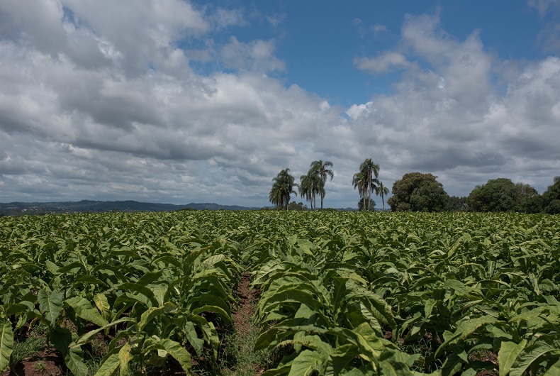 Exportações do Agronegócio Gaúcho atingem US$ 4,5 bilhões no 4º Trimestre de 2025 Exportações do Agronegócio Gaúcho atingem US$ 4,5 bilhões no 4º Trimestre de 2025