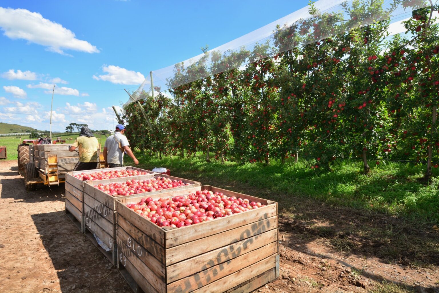 A Crise na Colheita de Maçãs: Produtores Enfrentam Falta de Mão de Obra e Desafios do Bolsa Família A Crise na Colheita de Maçãs: Produtores Enfrentam Falta de Mão de Obra e Desafios do Bolsa Família