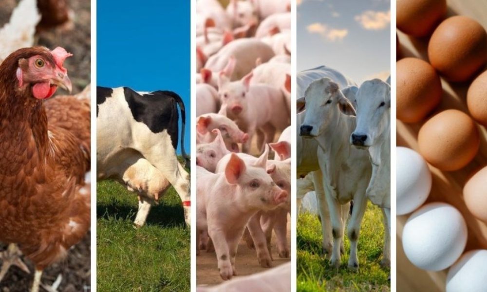Crescimento da Produção Animal no Espírito Santo: Aves, Ovos e Bovinos em Alta em 2025 Crescimento da Produção Animal no Espírito Santo: Aves, Ovos e Bovinos em Alta em 2025