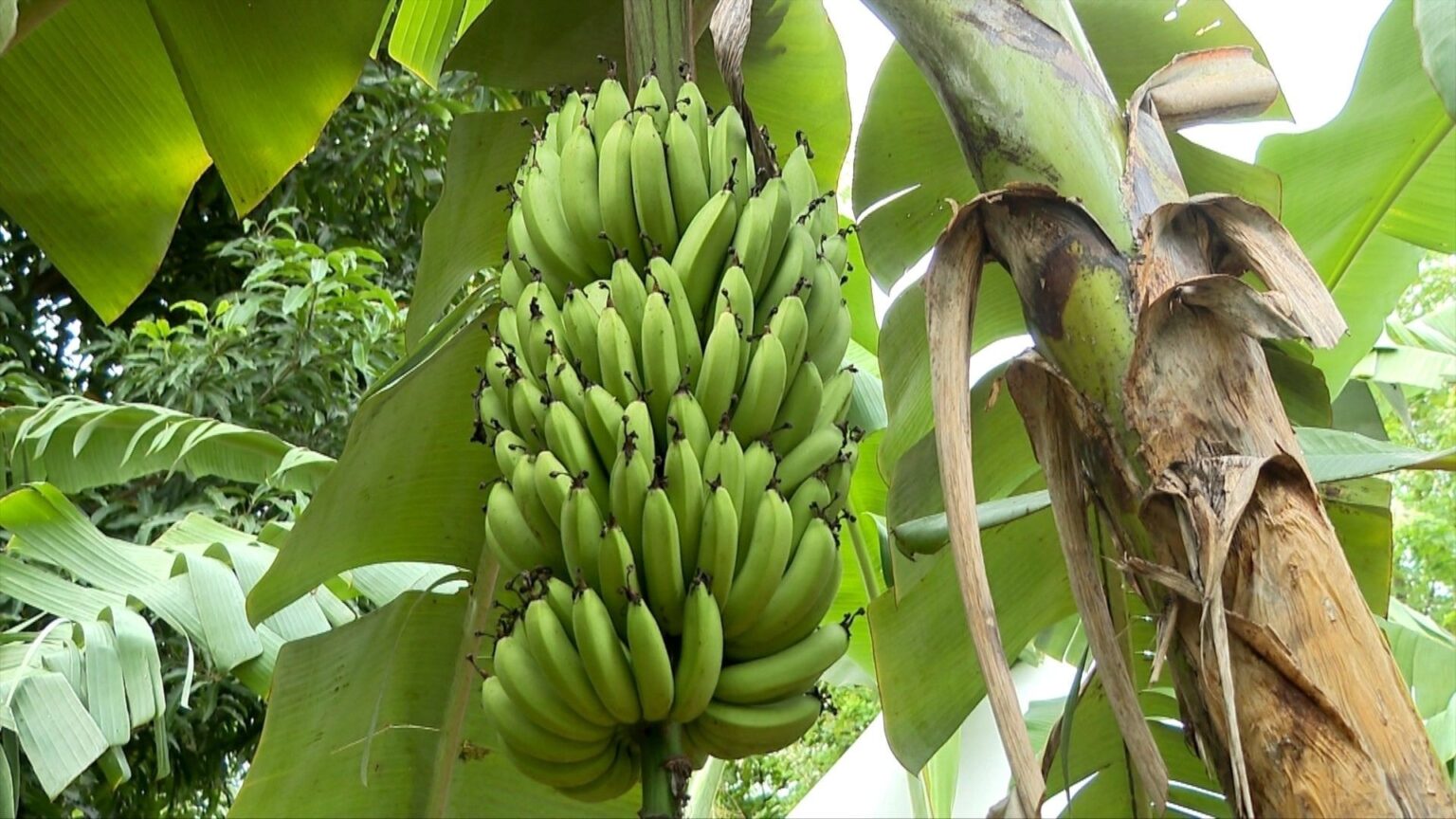 Descubra a Banana Ambrosia: Doçura e Peso que Transformam a Produção no Espírito Santo