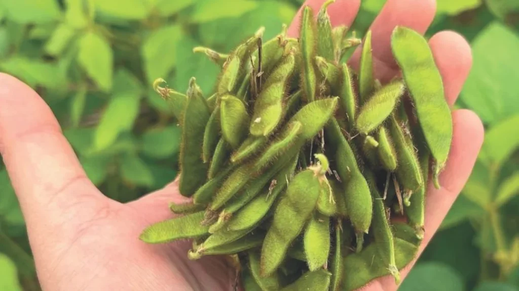 Soja impulsiona nova fronteira agrícola no Espírito Santo e fortalece agronegócio local Soja impulsiona nova fronteira agrícola no Espírito Santo e fortalece agronegócio local
