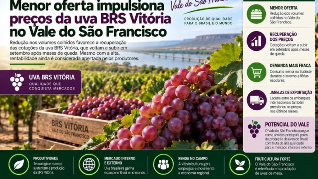 Oferta Reduzida Eleva Preços da Uva BRS Vitória no Vale do São Francisco Oferta Reduzida Eleva Preços da Uva BRS Vitória no Vale do São Francisco