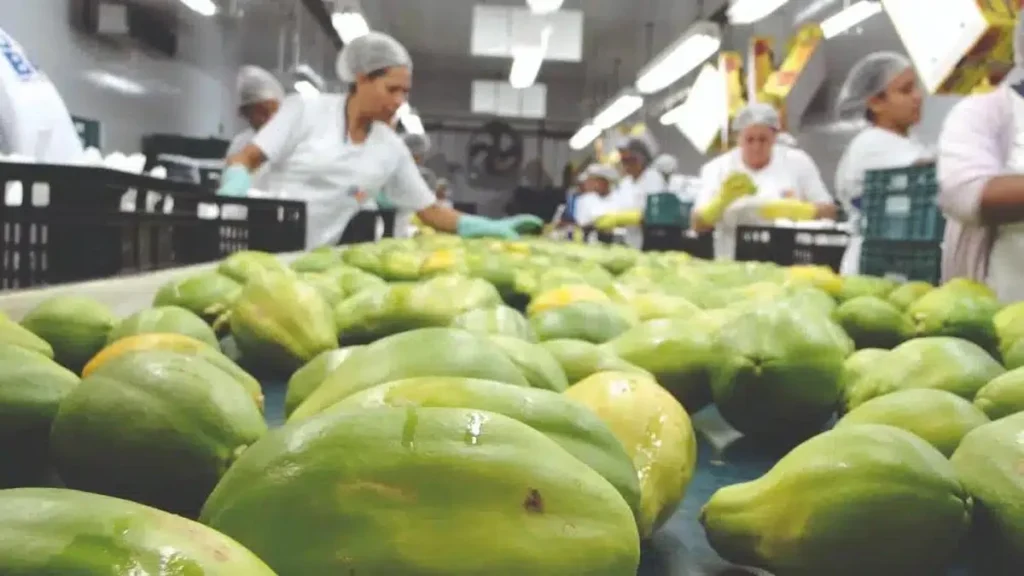 Espírito Santo lidera exportação nacional de pimenta-do-reino, gengibre e mamão com inovação