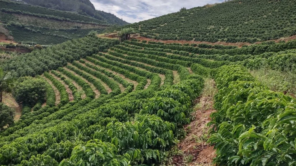 IBGE e Governo Divergem Sobre Safra de Café Conilon no Espírito Santo