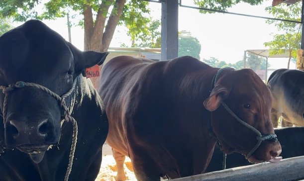 Congresso Mundial da Raça Brangus 2026: Londrina se Destaca no Agronegócio Congresso Mundial da Raça Brangus 2026: Londrina se Destaca no Agronegócio
