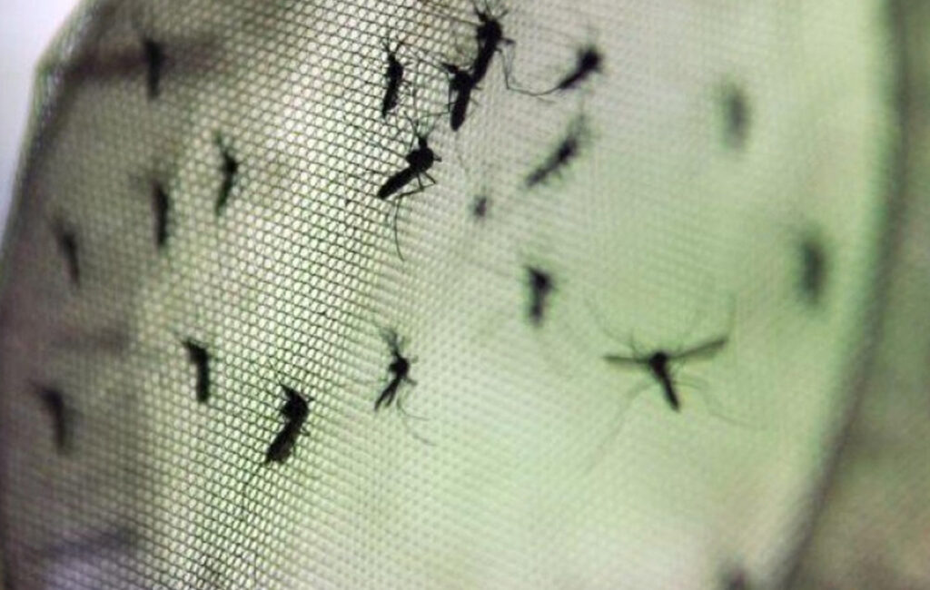Londrina Registra Queda de 69% Nos Casos de Dengue em 2026 Londrina Registra Queda de 69% Nos Casos de Dengue em 2026