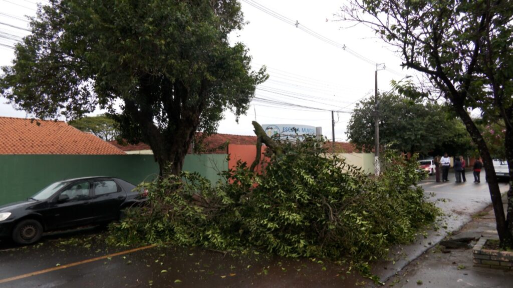 Galho Gigante Interdita Rua em Londrina e Faz Moradores Se Assustarem Galho Gigante Interdita Rua em Londrina e Faz Moradores Se Assustarem
