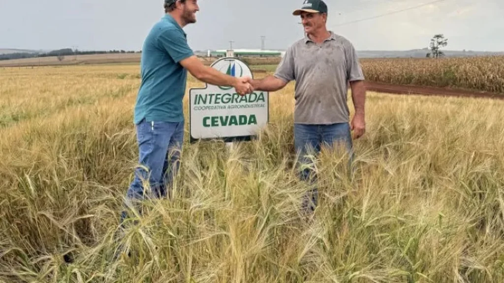 Cevada avança no Norte do Paraná e oferece nova alternativa de renda para produtores rurais