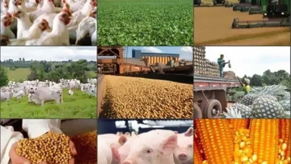 Paraná bate recorde no agronegócio e reforça liderança econômica nacional