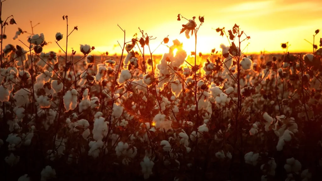 Produtores do Paraná investem no algodão sustentável para diversificar a agricultura Produtores do Paraná investem no algodão sustentável para diversificar a agricultura