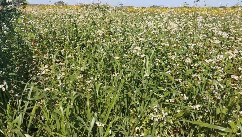 Benefícios das Plantas de Cobertura: Potencial Inexplorado na Agricultura Brasileira Benefícios das Plantas de Cobertura: Potencial Inexplorado na Agricultura Brasileira