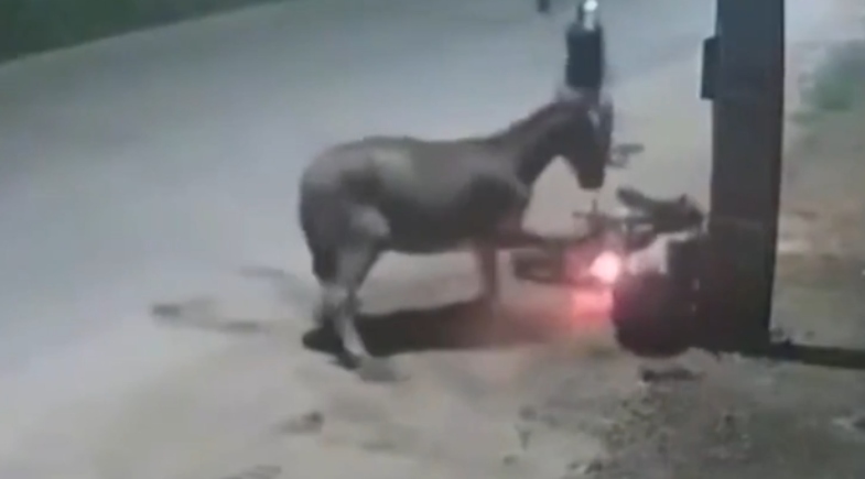 Motociclista é derrubado por cavalo solto e assaltado em Imperatriz; veja vídeo Motociclista é derrubado por cavalo solto e assaltado em Imperatriz; veja vídeo