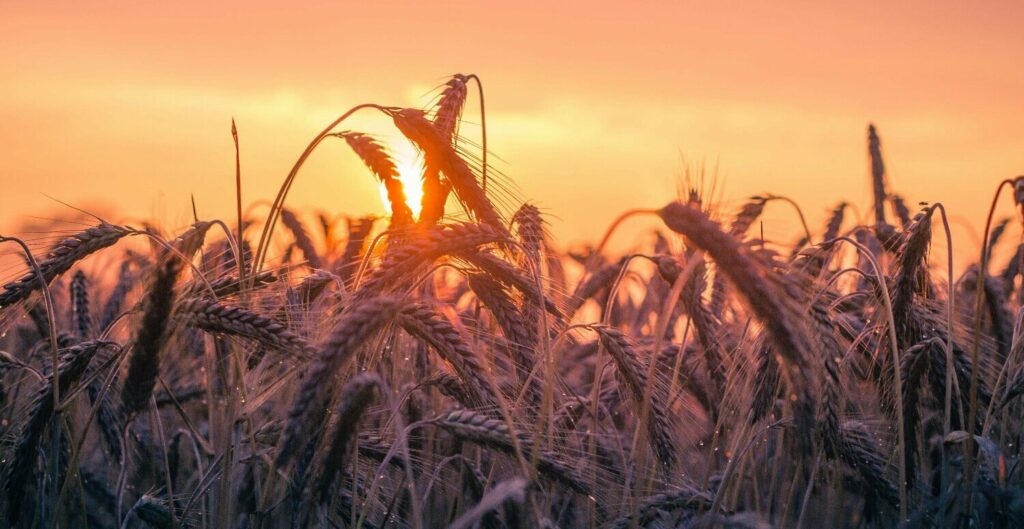 NR-31 Atualizada: PGRTR Substitui PPRA e Revoluciona o Agronegócio NR-31 Atualizada: PGRTR Substitui PPRA e Revoluciona o Agronegócio