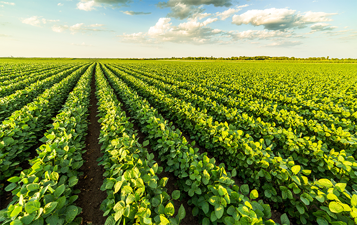 Reforma Tributária: Desafios e Oportunidades para o Agronegócio Brasileiro Reforma Tributária: Desafios e Oportunidades para o Agronegócio Brasileiro