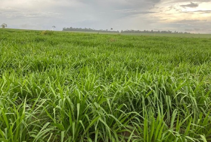 Manejo Adequado: A Chave para Aumentar a Produtividade das Pastagens no Brasil Manejo Adequado: A Chave para Aumentar a Produtividade das Pastagens no Brasil