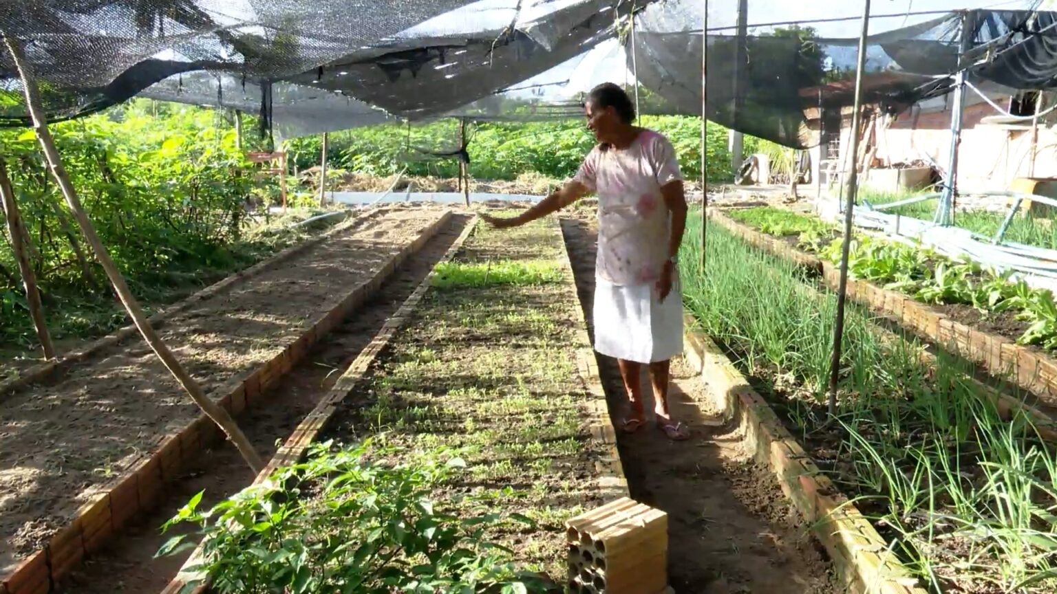 Mirante Rural: Investimentos em Ovelhas Sul-Africanas e Desafios na Agricultura do Maranhão
