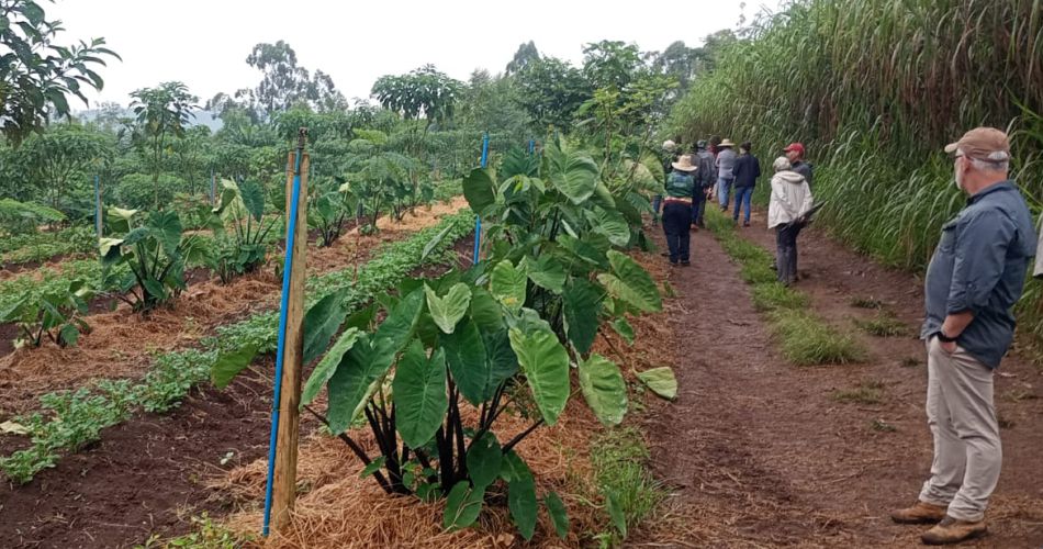 Dia de Campo Focado na Transição Agroecológica Mobiliza Sociedade em Socorro Dia de Campo Focado na Transição Agroecológica Mobiliza Sociedade em Socorro
