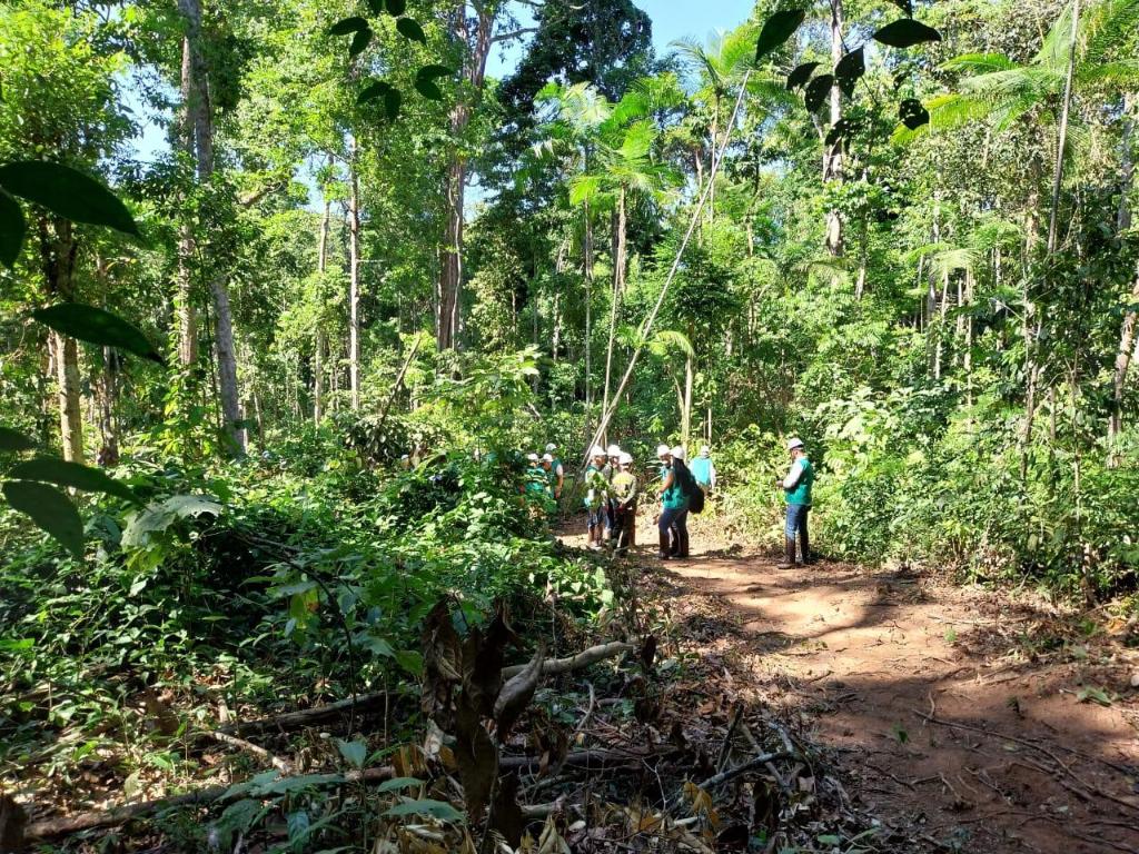 Florestas de Mato Grosso: R$ 1,6 Bilhão em 2024 e Oportunidade de Expansão na Silvicultura Florestas de Mato Grosso: R$ 1,6 Bilhão em 2024 e Oportunidade de Expansão na Silvicultura