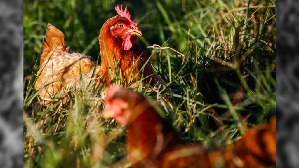 Gripe Aviária: Ministério da Agricultura Confirma Caso em Cuiabá (MT) Gripe Aviária: Ministério da Agricultura Confirma Caso em Cuiabá (MT)