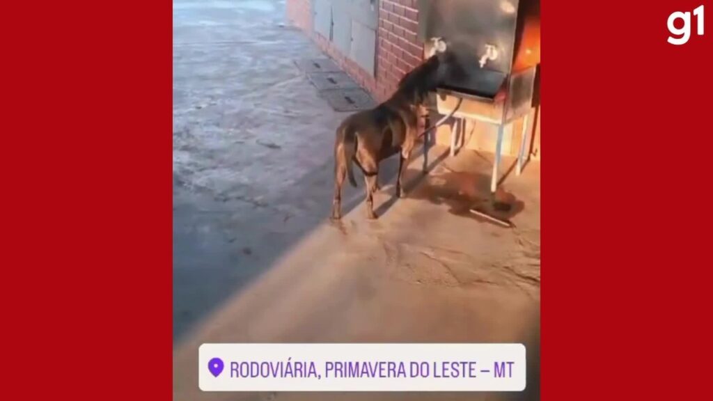 Cachorro ‘Caramelo’ é Flagado Bebendo Água em Bebedouro Público na Rodoviária de MT Cachorro 'Caramelo' é Flagado Bebendo Água em Bebedouro Público na Rodoviária de MT