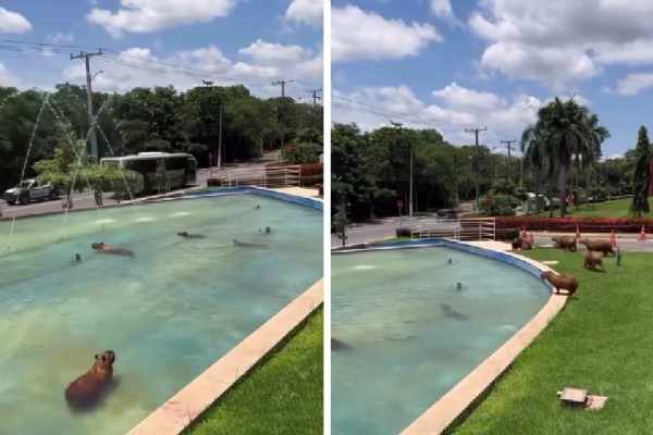 Capivaras Aproveitam Chafariz em Cuiabá para se Refrescar do Calor Capivaras Aproveitam Chafariz em Cuiabá para se Refrescar do Calor