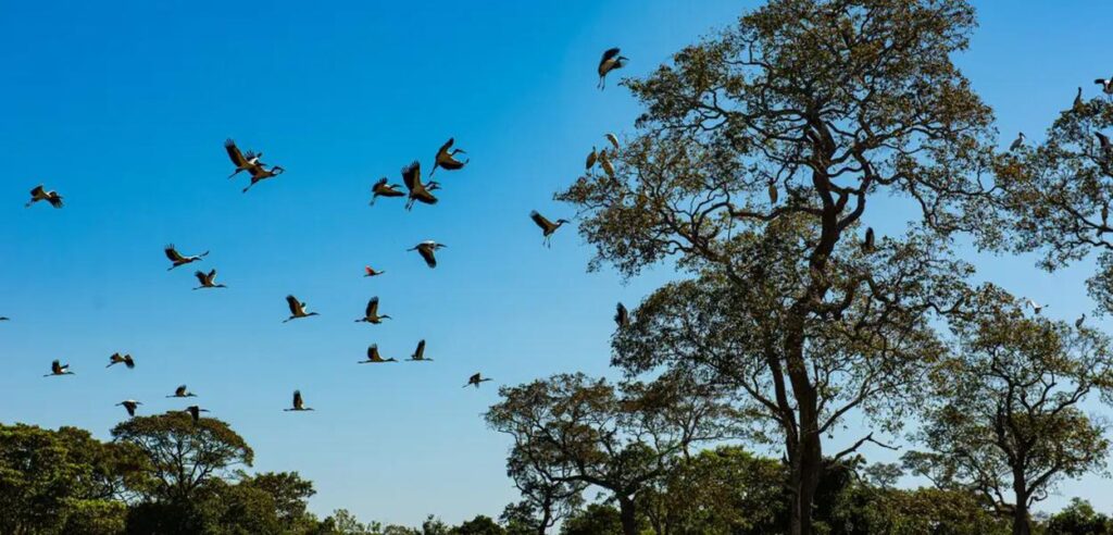 Cuiabá: A Nova Capital do Ecoturismo no Centro do Brasil Cuiabá: A Nova Capital do Ecoturismo no Centro do Brasil