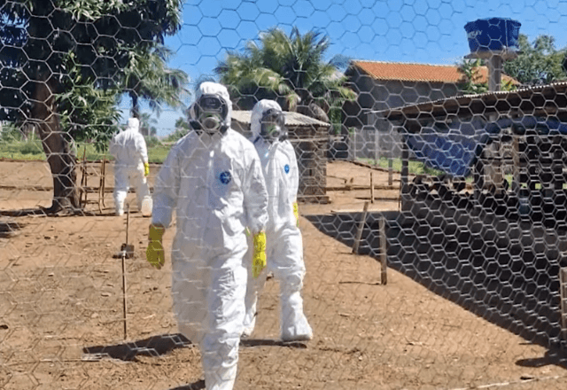 Gripe Aviária: Mato Grosso Intensifica Fiscalização Após Detecção de Foco Próximo a Cuiabá Gripe Aviária: Mato Grosso Intensifica Fiscalização Após Detecção de Foco Próximo a Cuiabá