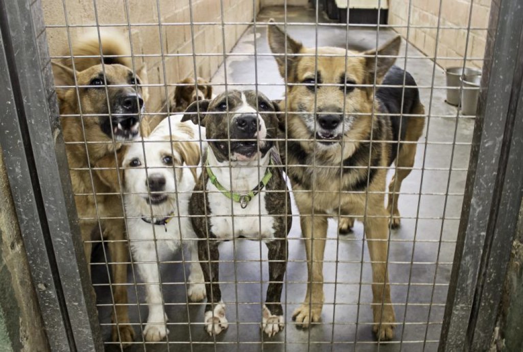Julho Dourado: Nova Lei Promove Saúde Animal e Combate Zoonoses no Brasil Julho Dourado: Nova Lei Promove Saúde Animal e Combate Zoonoses no Brasil