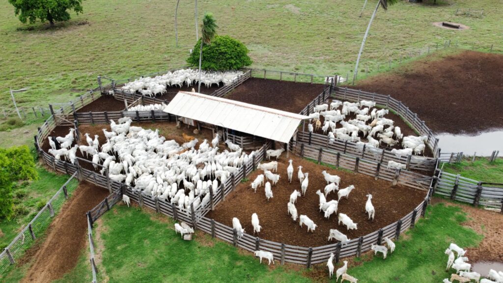 Mato Grosso: Rebanho Bovino Atinge 31,6 Milhões Mesmo com Redução de Estoque