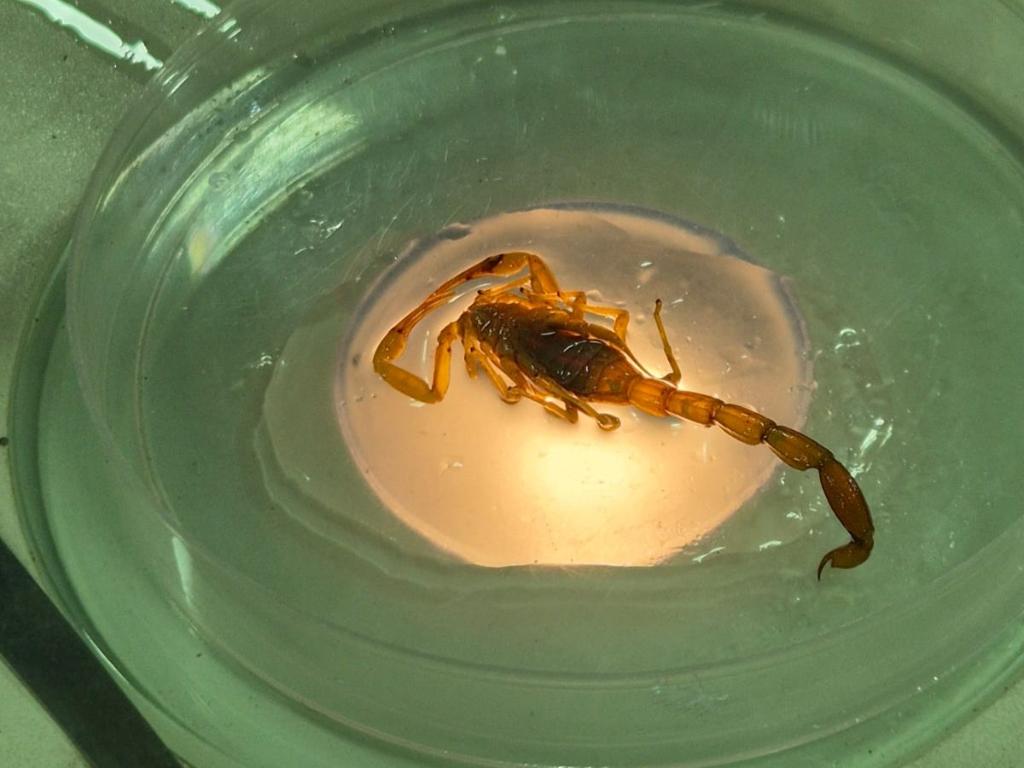 Mato Grosso Registra Quase 4 Mil Acidentes com Animais Peçonhentos em 2025 Mato Grosso Registra Quase 4 Mil Acidentes com Animais Peçonhentos em 2025