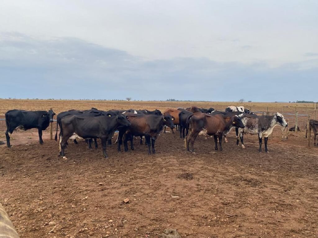 Melhoramento Genético Impulsiona a Produtividade na Agricultura Familiar em MT Melhoramento Genético Impulsiona a Produtividade na Agricultura Familiar em MT