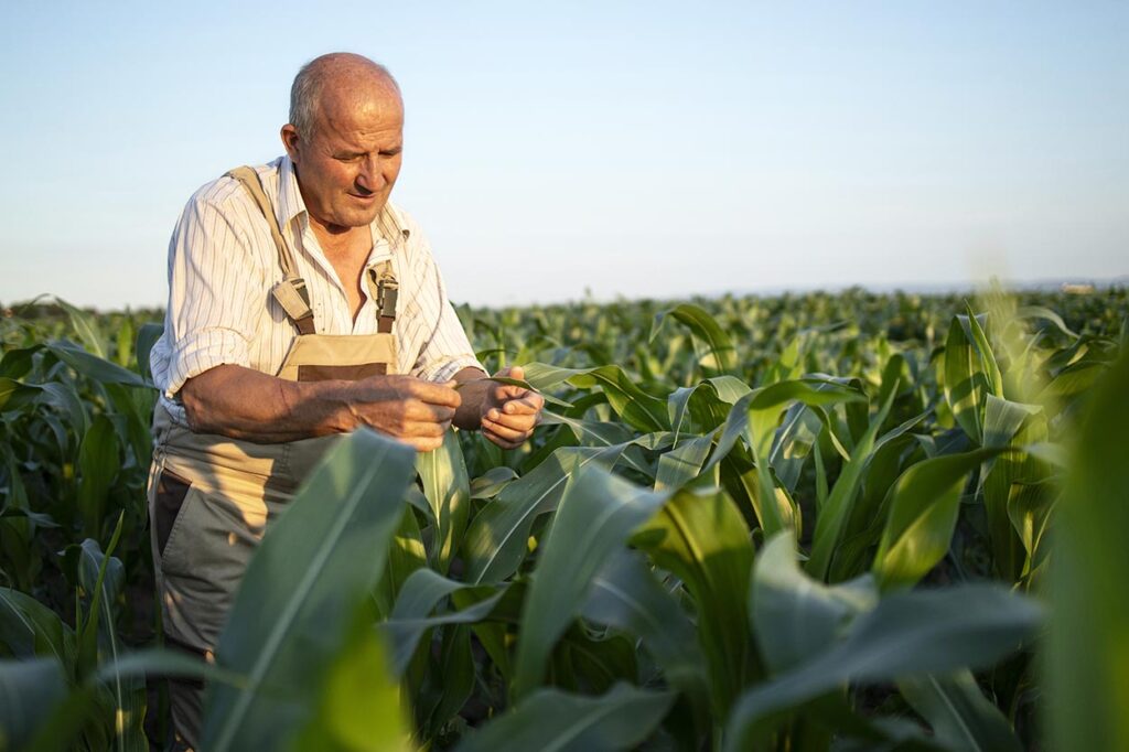 Método Brasileiro Inova ao Mapear Danos de Geada no Milho e Minimizar Perdas Agrícolas Método Brasileiro Inova ao Mapear Danos de Geada no Milho e Minimizar Perdas Agrícolas