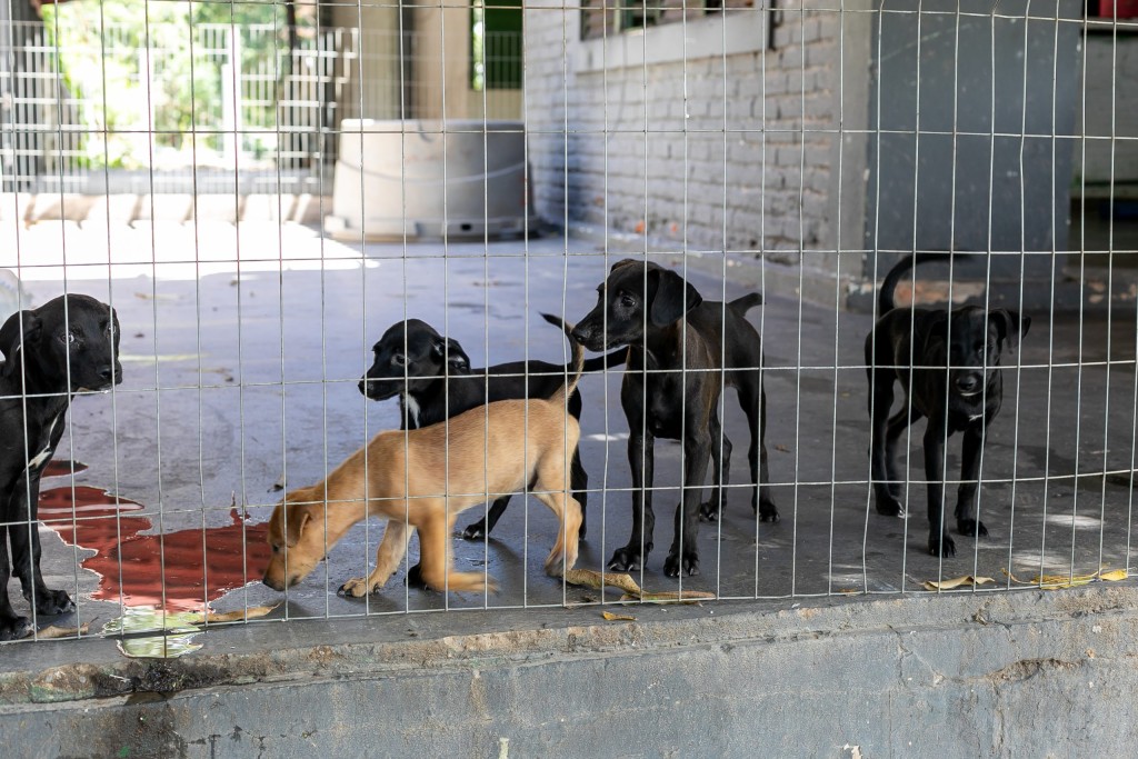 Prefeitura de Cuiabá Intensifica Apoio Veterinário a Animais Vulneráveis Prefeitura de Cuiabá Intensifica Apoio Veterinário a Animais Vulneráveis