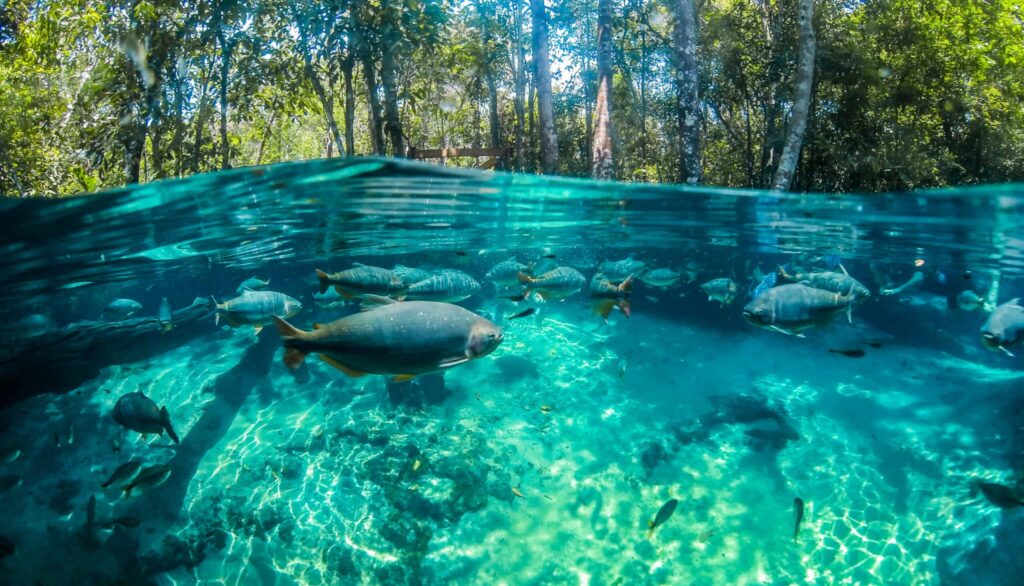 Turismo em Mato Grosso: Destinos Locais se Destacam no Ecoturismo Brasileiro Turismo em Mato Grosso: Destinos Locais se Destacam no Ecoturismo Brasileiro