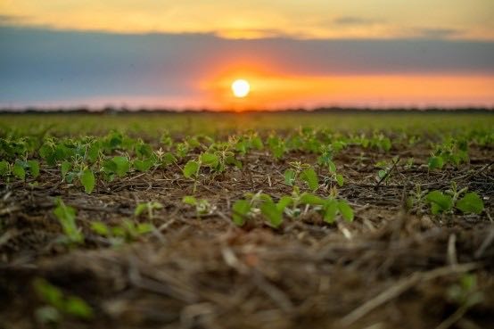 Aprosoja MT Destaca a Relevância do Solo para a Sustentabilidade da Agricultura Aprosoja MT Destaca a Relevância do Solo para a Sustentabilidade da Agricultura
