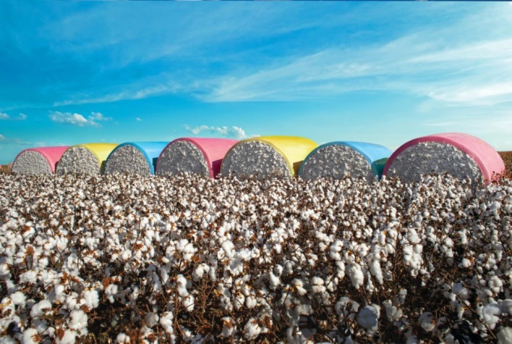 Comercialização de Algodão em Alta em Mato Grosso e Preços de Mercado em Nova York Crescem Comercialização de Algodão em Alta em Mato Grosso e Preços de Mercado em Nova York Crescem
