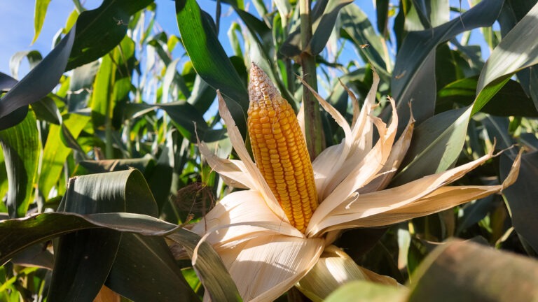 Custos de Produção de Algodão, Soja e Milho em MT: Análise do Imea e Senar Custos de Produção de Algodão, Soja e Milho em MT: Análise do Imea e Senar