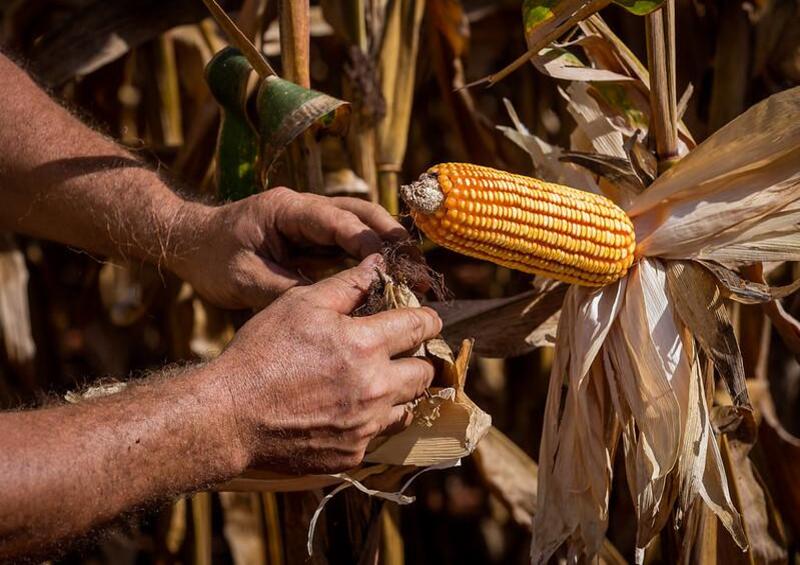 Egito se destaca como 2º maior destino das exportações de Mato Grosso Egito se destaca como 2º maior destino das exportações de Mato Grosso