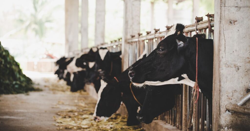 Estimativa do Valor Bruto da Produção do Agronegócio em 2026 é Revisada para R$ 1,371 Trilhão Estimativa do Valor Bruto da Produção do Agronegócio em 2026 é Revisada para R$ 1,371 Trilhão