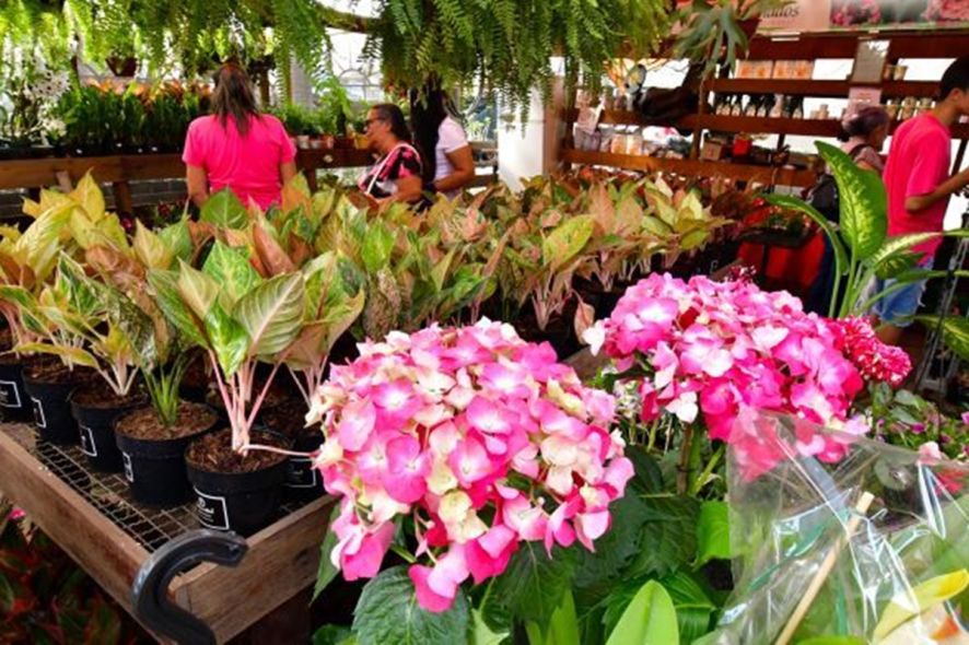 Festival de Flores em Cuiabá: Economia Local em Alta e Beleza Natural Festival de Flores em Cuiabá: Economia Local em Alta e Beleza Natural