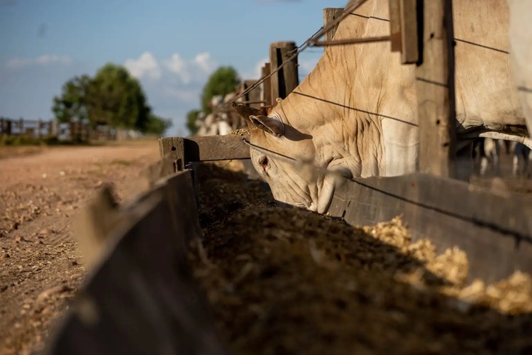 Mato Grosso Registra Aumento de 43% no Abate de Bovinos desde 2006 Mato Grosso Registra Aumento de 43% no Abate de Bovinos desde 2006