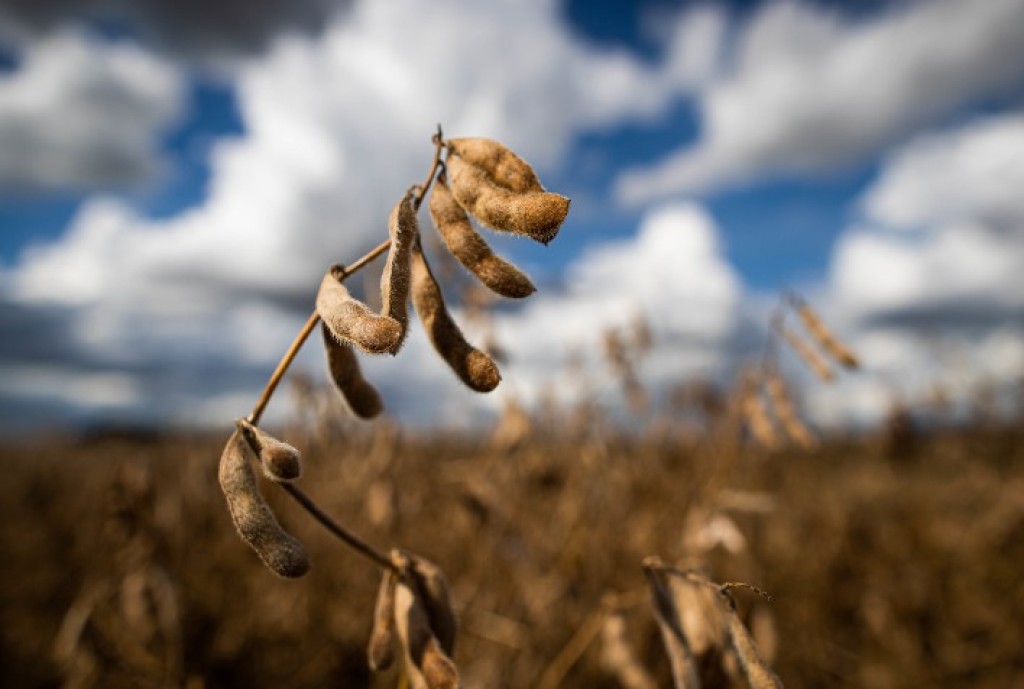 Mato Grosso: Terceiro Maior Produtor Mundial de Soja Com Recordes de Produção Mato Grosso: Terceiro Maior Produtor Mundial de Soja Com Recordes de Produção