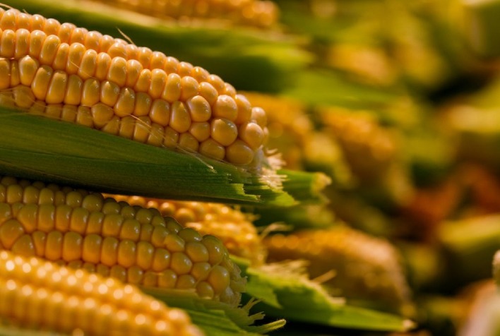 Produção de Milho em São Paulo Cresce 26% em 2025 e Reafirma Protagonismo no Agronegócio Produção de Milho em São Paulo Cresce 26% em 2025 e Reafirma Protagonismo no Agronegócio