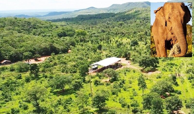 Santuário Inovador na América: Elefantes Encontram Refúgio Após Anos em Cativeiro Santuário Inovador na América: Elefantes Encontram Refúgio Após Anos em Cativeiro